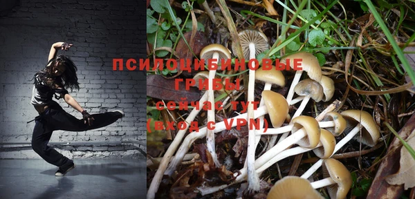 прущие грибы Вяземский