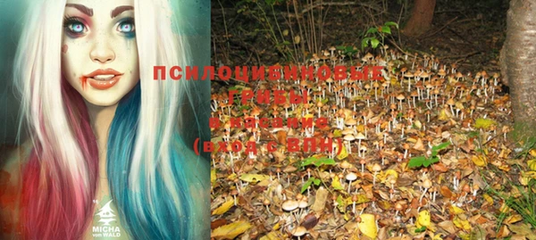 прущие грибы Вяземский